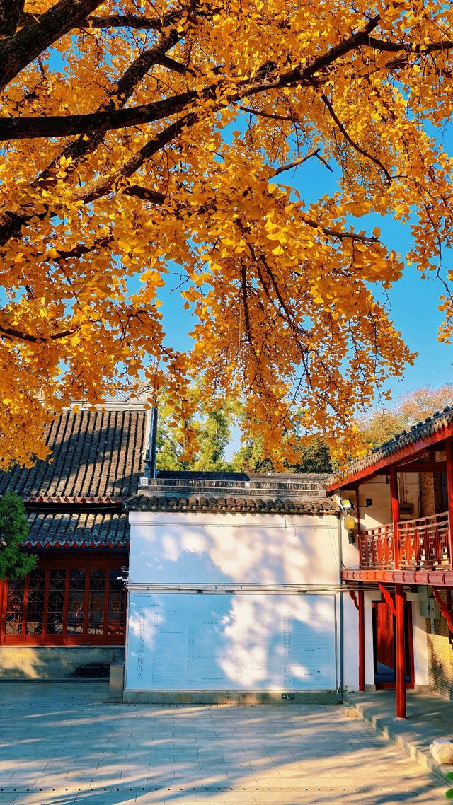 南京棲霞山秋色實測｜銀杏金黃楓葉漸變，下週顏值巔峰！