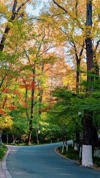 南京棲霞山秋色實測｜銀杏金黃楓葉漸變，下週顏值巔峰！