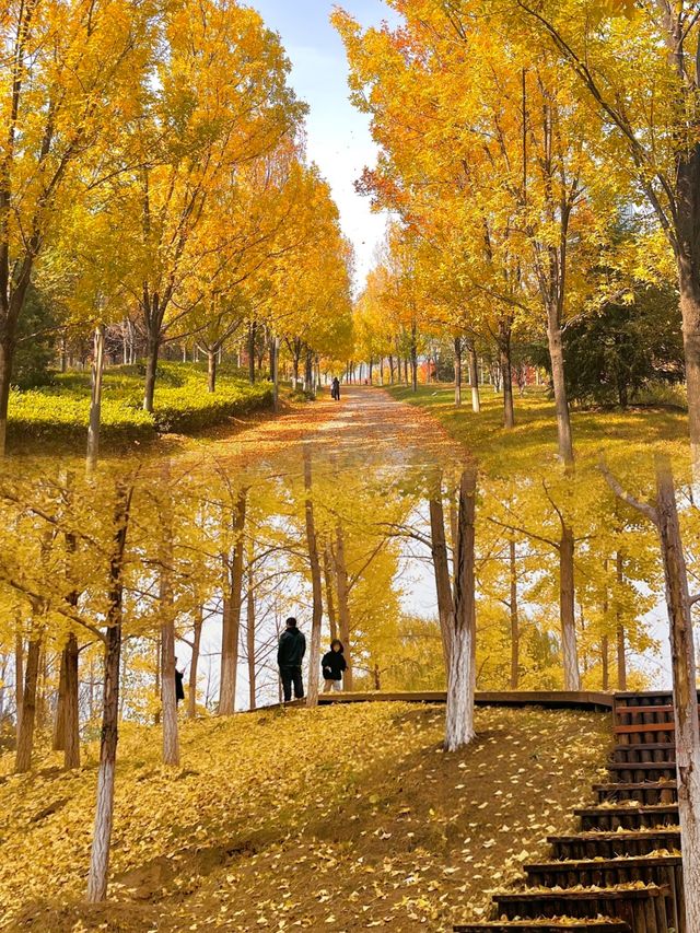 地鐵直達今年最喜歡的銀杏林出現了！封神級的金色童話世界