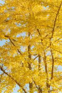 長沙的秋天，一半是古寺禪意，一半是金色浪漫