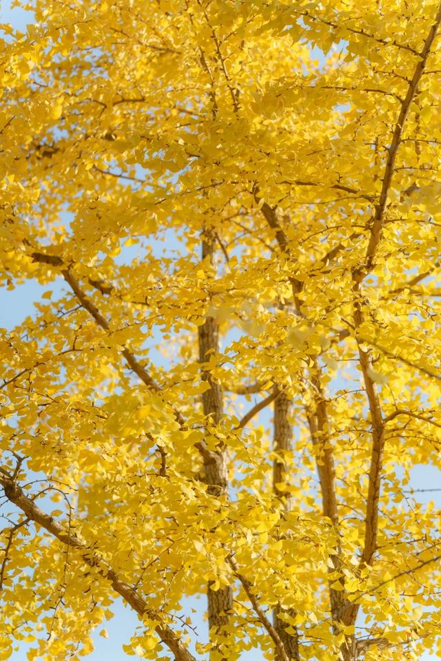 長沙的秋天，一半是古寺禪意，一半是金色浪漫