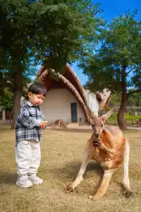 2h直達上海周邊遛娃聖地南通野生動物