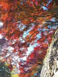 莫干山賞楓攻略不早起錯過整個秋天!