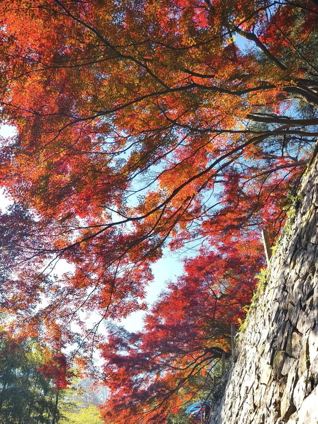 莫干山賞楓攻略不早起錯過整個秋天! 莫干山賞楓攻略不早起錯過整個秋天!