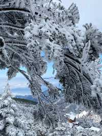 冬日昆明必打卡