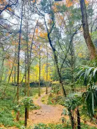 看2025年葛仙山最後一場銀杏雨11.16live