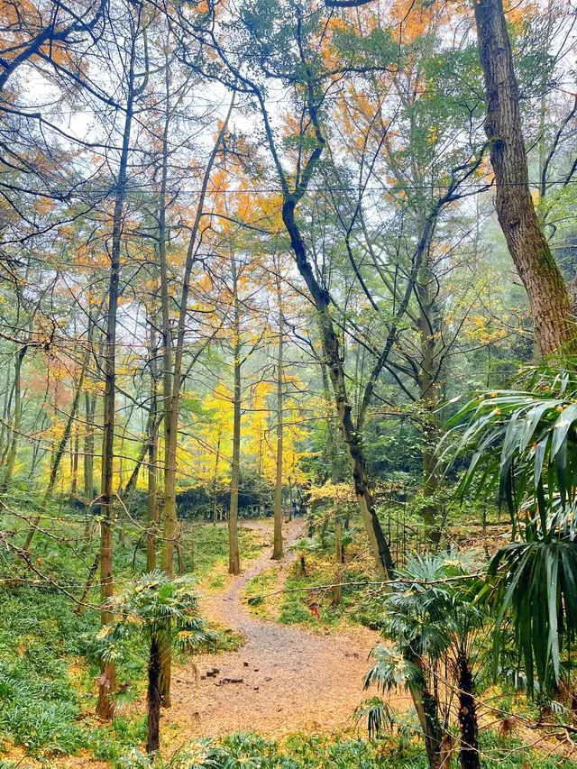 看2025年葛仙山最後一場銀杏雨11.16live