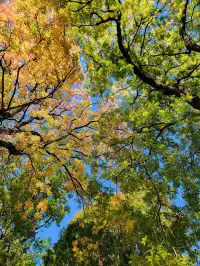 劍川桑嶺村|百年古木林美成了打翻的調色盤