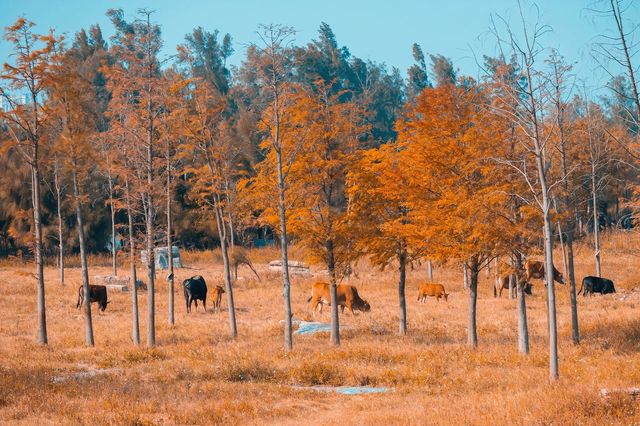 泉州秋日限定落羽杉紅了!這抹金黃必打卡 泉州秋日限定落羽杉紅了!這抹金黃必打卡