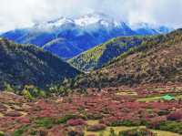 別再去318擠了！滇藏線214國道才是秋日自駕天花板！