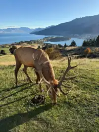 新西蘭｜不預約您來什麼皇后鎮