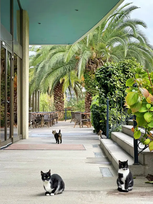 Istanbul's Legendary Landmark | Unlock the Luxurious Original Cat Paradise Hotel!