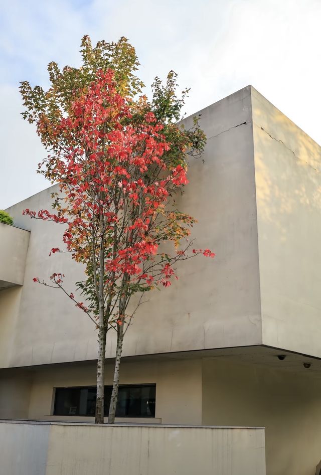 來長沙玩發現的神仙酒店，完全不輸五星級！環境絕美還自帶網紅打卡點，牆裂安利給想躺平度假的姐妹們～ 