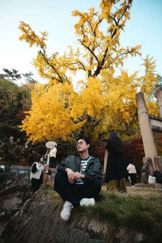 【속보】정림원 천년 고은행나무가 놀랍게 만개했습니다! 놓치면 1년을 기다려야 해요