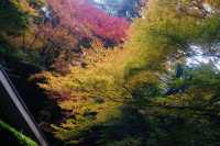 箕面公園|紅葉|箕面の滝