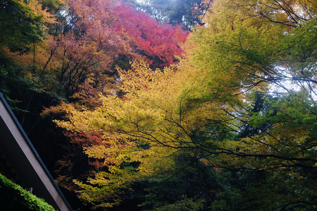 箕面公園|紅葉|箕面の滝 箕面公園|紅葉|箕面の滝