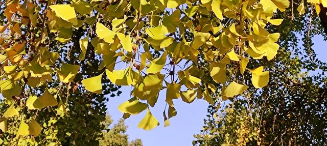 治平寺裡一片金黃