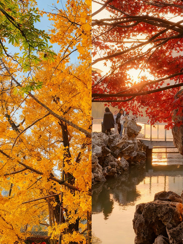 北京私藏免費秋景!600年古城牆配紅楓,美到窒息 北京私藏免費秋景!600年古城牆配紅楓,美到窒息