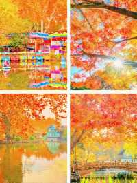 殺瘋了上海紅楓紅透了必是秋日頂流