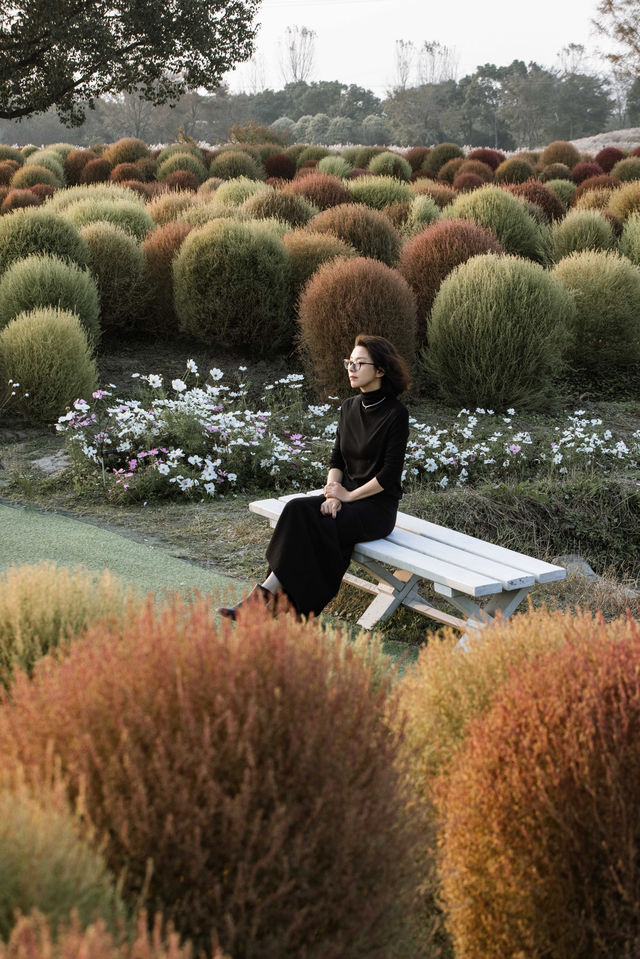 魔都不可錯過的深秋聖地！地膚草海美到窒息