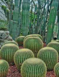 闖入莫奈的畫!南京春日頂流鬱金香花海