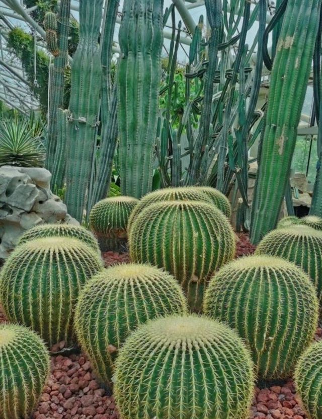 闖入莫奈的畫!南京春日頂流鬱金香花海 闖入莫奈的畫!南京春日頂流鬱金香花海