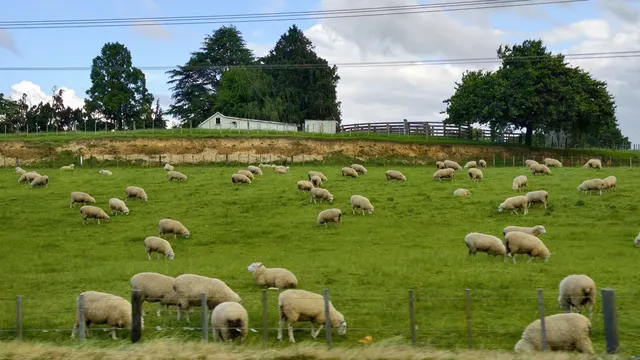 新西蘭北島值得二刷的羅托魯瓦 新西蘭北島值得二刷的羅托魯瓦