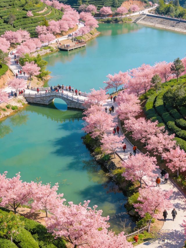 韶關櫻花峪帶你進入粉色世界