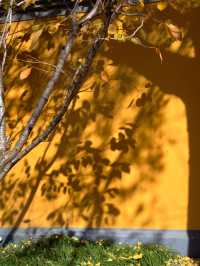 魔都初冬限定龍華寺銀杏太絕了!