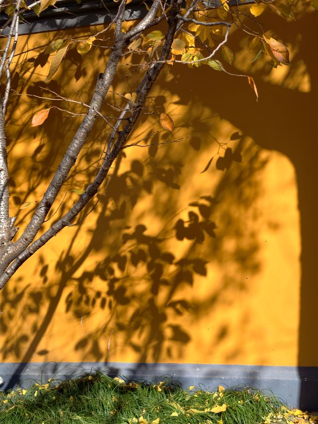 魔都初冬限定龍華寺銀杏太絕了! 魔都初冬限定龍華寺銀杏太絕了!