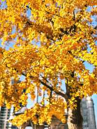 金色暴擊!上海黃金城道銀杏濃度已滿格!