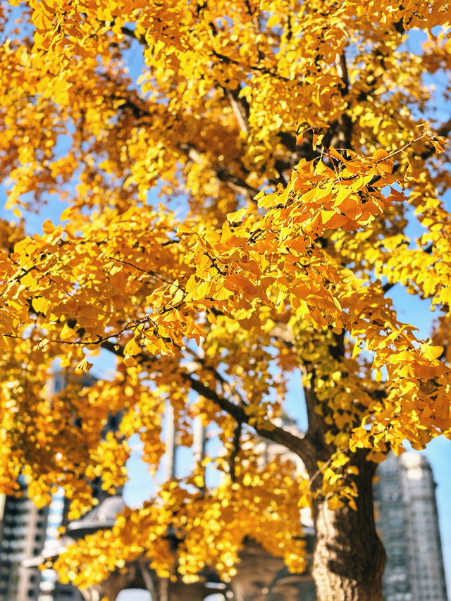 金色暴擊!上海黃金城道銀杏濃度已滿格! 金色暴擊!上海黃金城道銀杏濃度已滿格!