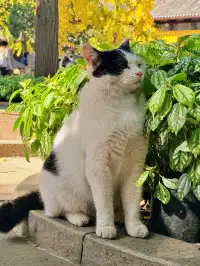 蘇州|西園寺已進入秋季最佳觀賞期