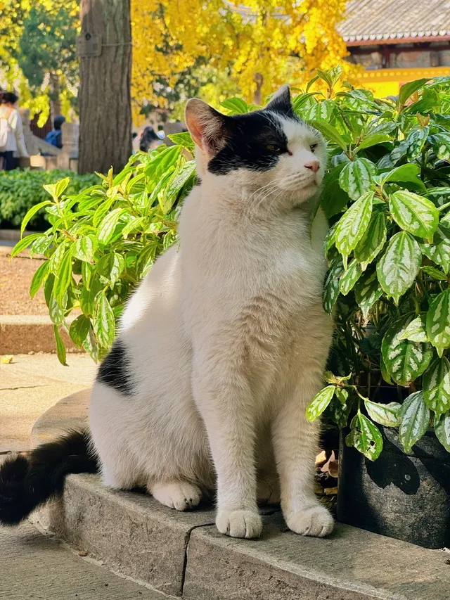 蘇州|西園寺已進入秋季最佳觀賞期 蘇州|西園寺已進入秋季最佳觀賞期