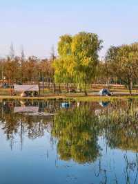 滬上秋韻 | 湖畔金柳,沔青之秋