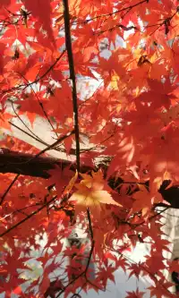 Live全屏打開最美楓葉神樹錯過等明年