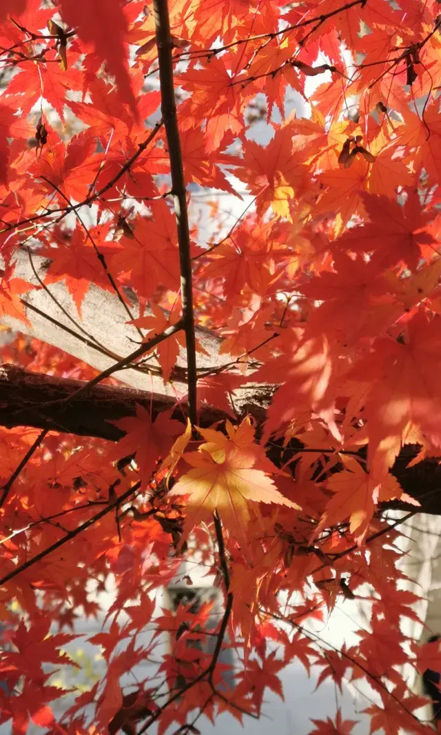 Live全屏打開最美楓葉神樹錯過等明年 Live全屏打開最美楓葉神樹錯過等明年