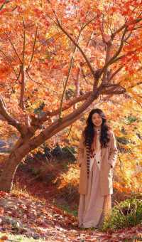 魔都絕美賞秋地!花開海上生態園治癒系深秋大片拍攝攻略