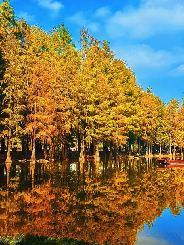 南寧青秀山|落羽杉 南寧青秀山|落羽杉