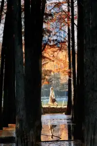 接下來的武漢，一定別錯過處絕美紅杉林