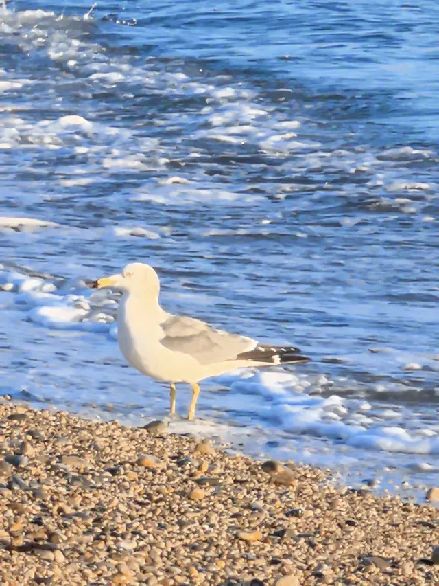 大連傅家莊的落日熔金 大連傅家莊的落日熔金