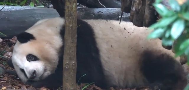 大熊貓花花解鎖新皮膚，練體操變髒髒包