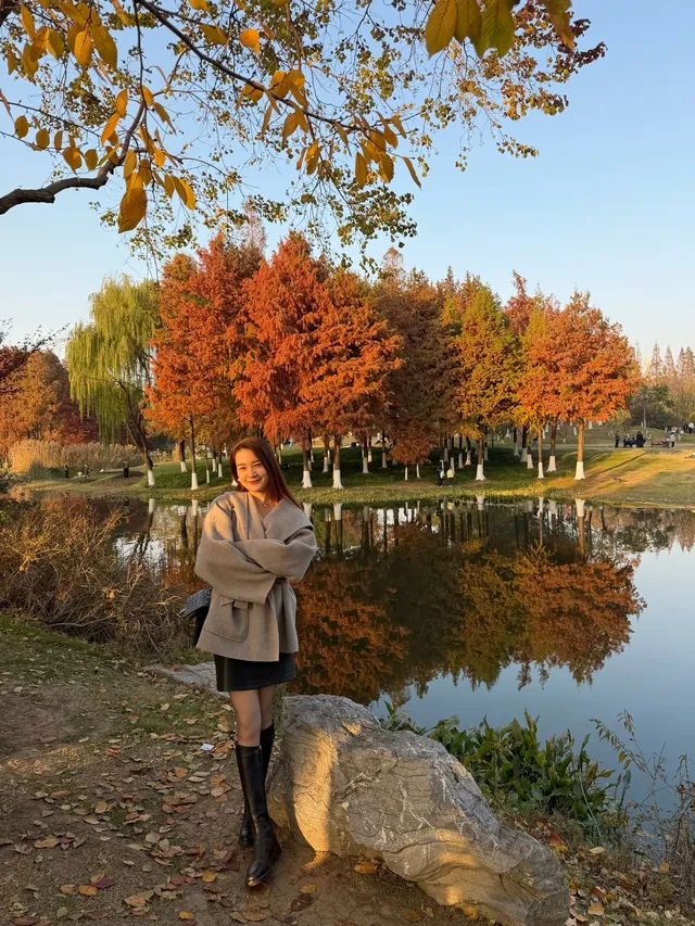 金陵Style直通！玄武湖落羽杉美成油畫暴擊