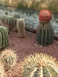 上海植物園一日遊