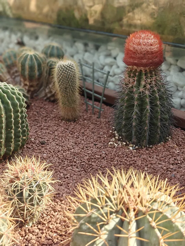 上海植物園一日遊 上海植物園一日遊