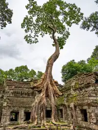 塔布隆寺|古墓奇兵取景地,異星球神樹奇觀