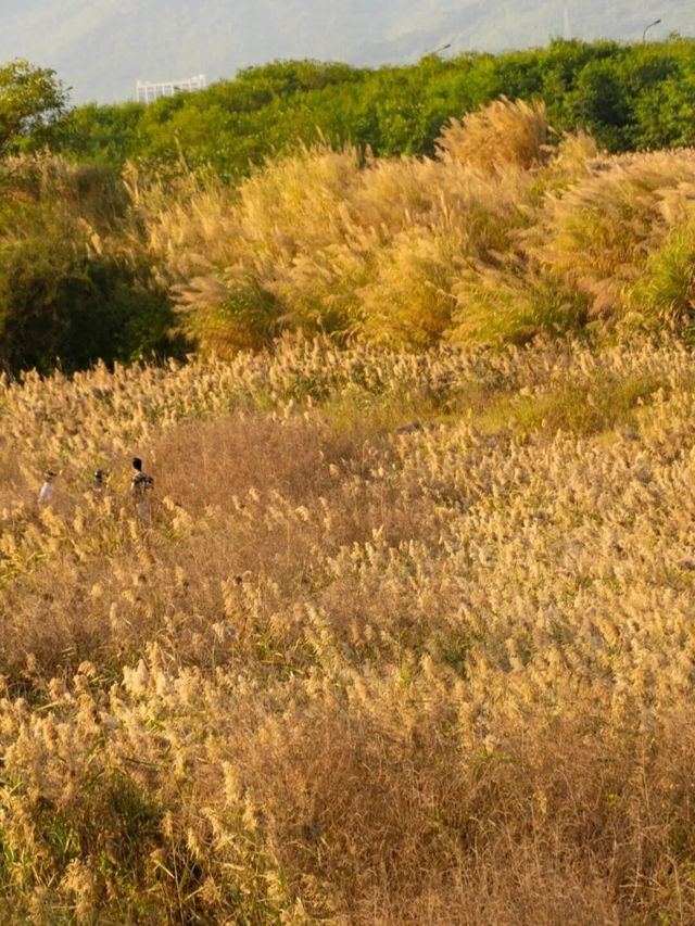 廈門秋冬限定！馬銮灣南岸蘆葦蕩，邂逅海邊的金色浪漫