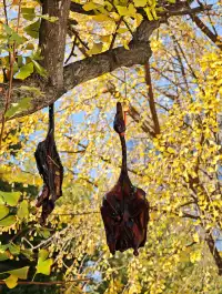 清吟街|想看看你們拍的銀杏