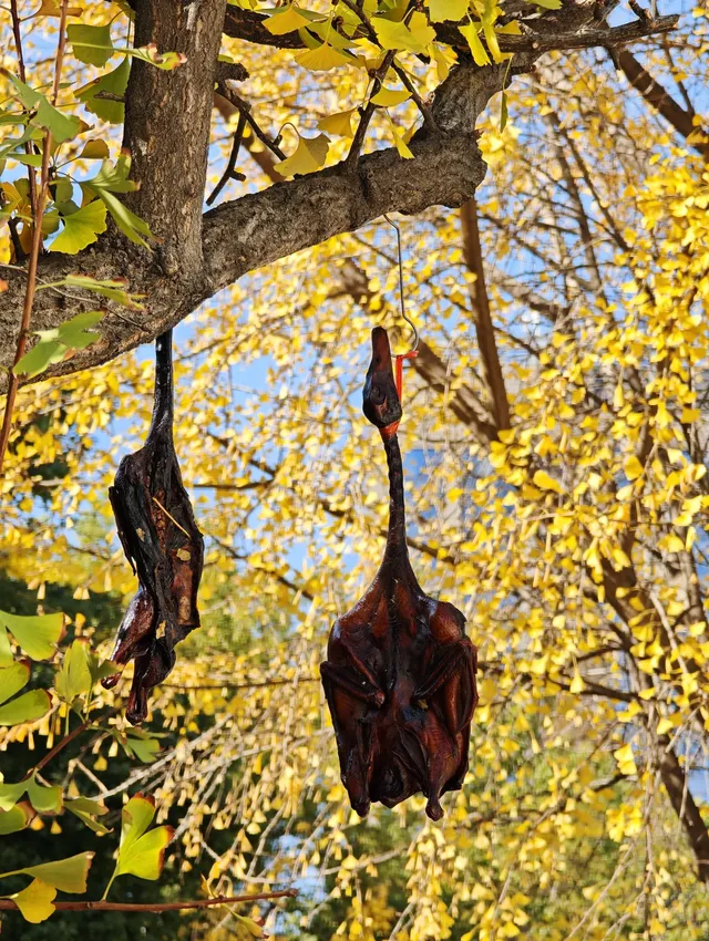 清吟街|想看看你們拍的銀杏 清吟街|想看看你們拍的銀杏