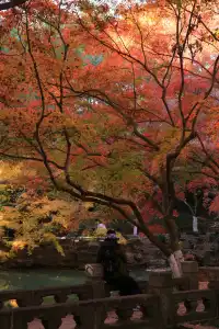 12.3|虞山紅楓進度99% (附路線圖